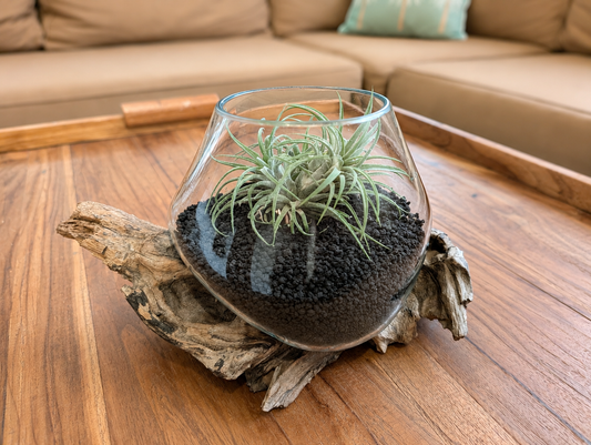 Medium Round Handblown Recycled Glass Terrarium/Vase/Bowl | Root Wood Base | Kachayu